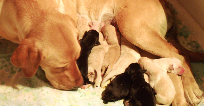 puppies-bnr