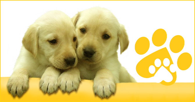 Puppy Partners