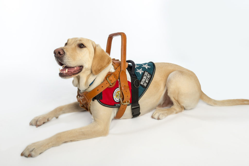 Service Dog in Harness