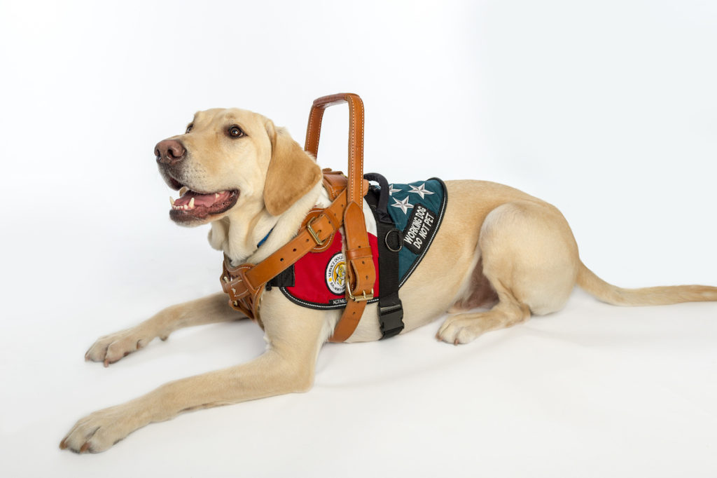 GIVING OPTIONS Service Dogs For America Giving options service dogs for america