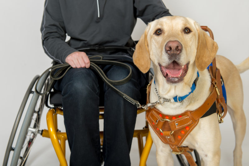 Service Dog with Wheelchair