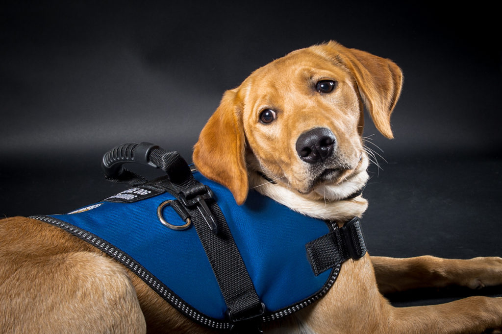 OUR DOGS Service Dogs For America Our dogs service dogs for america