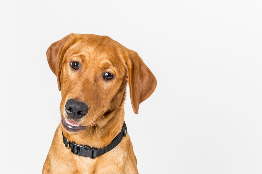 Red Lab Service Dog Puppy