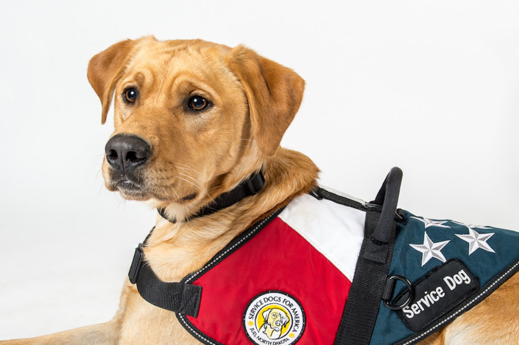 GIVING OPTIONS Service Dogs For America Giving options service dogs for america