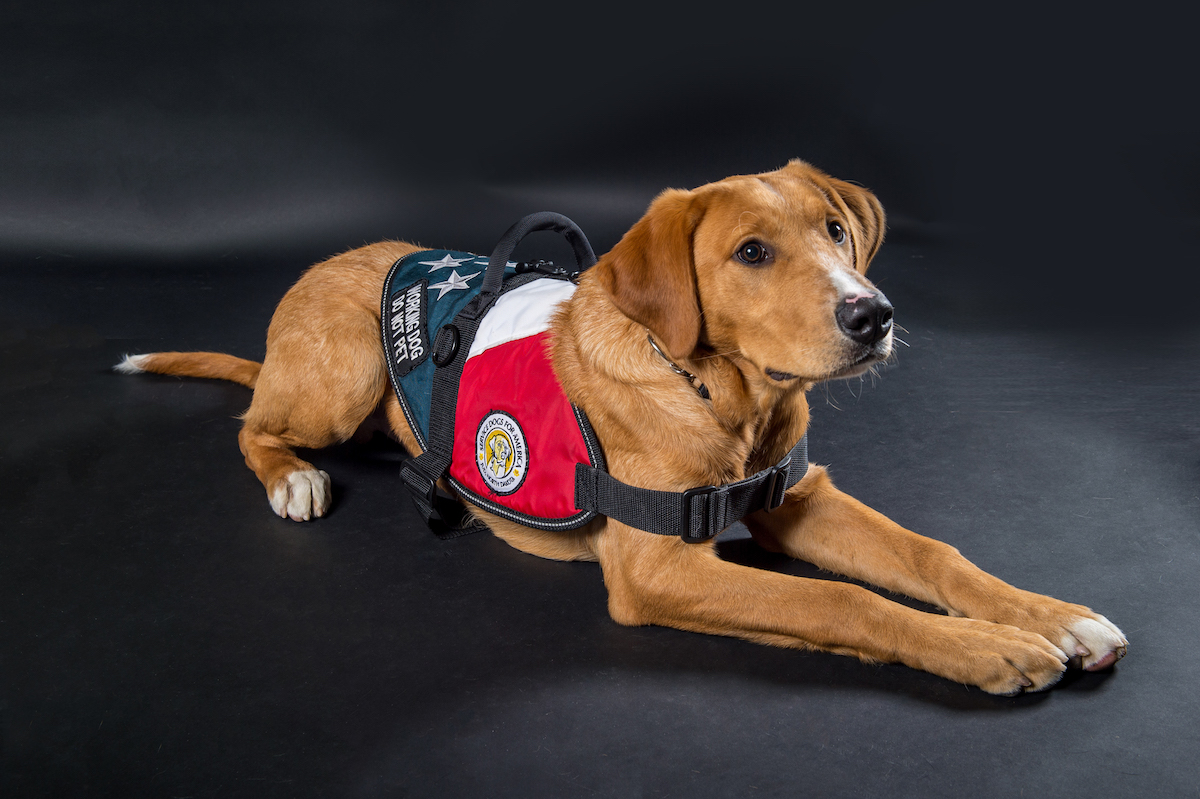 GET INVOLVED Service Dogs For America Get involved service dogs for america
