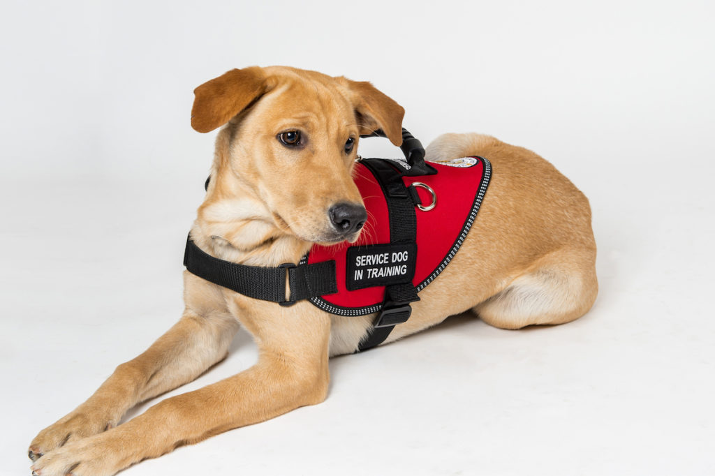 Service Dog in Training with Red Vest