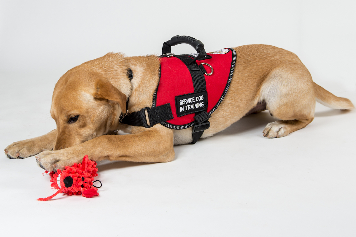 Puppy Chewing on Toy