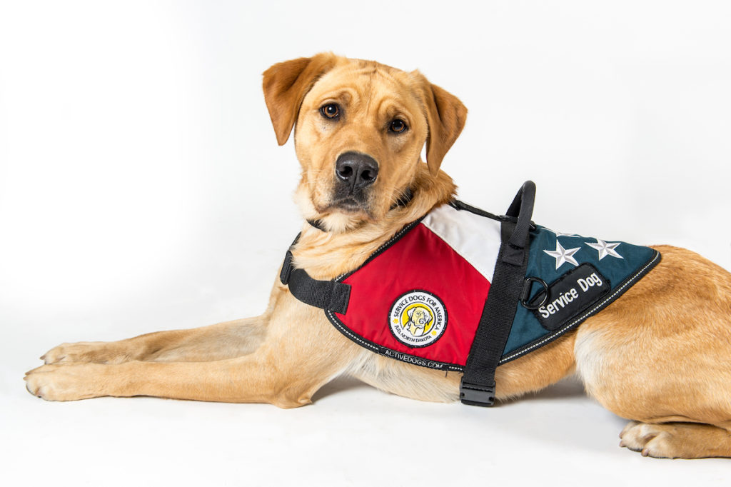 how much does it cost to get a service dog for anxiety