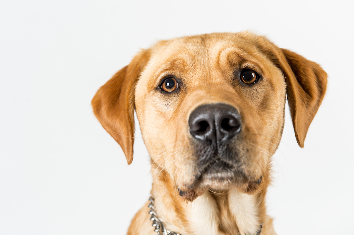 Red Labrador