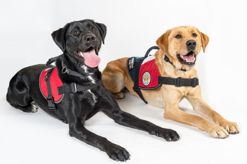 Two Service Dogs