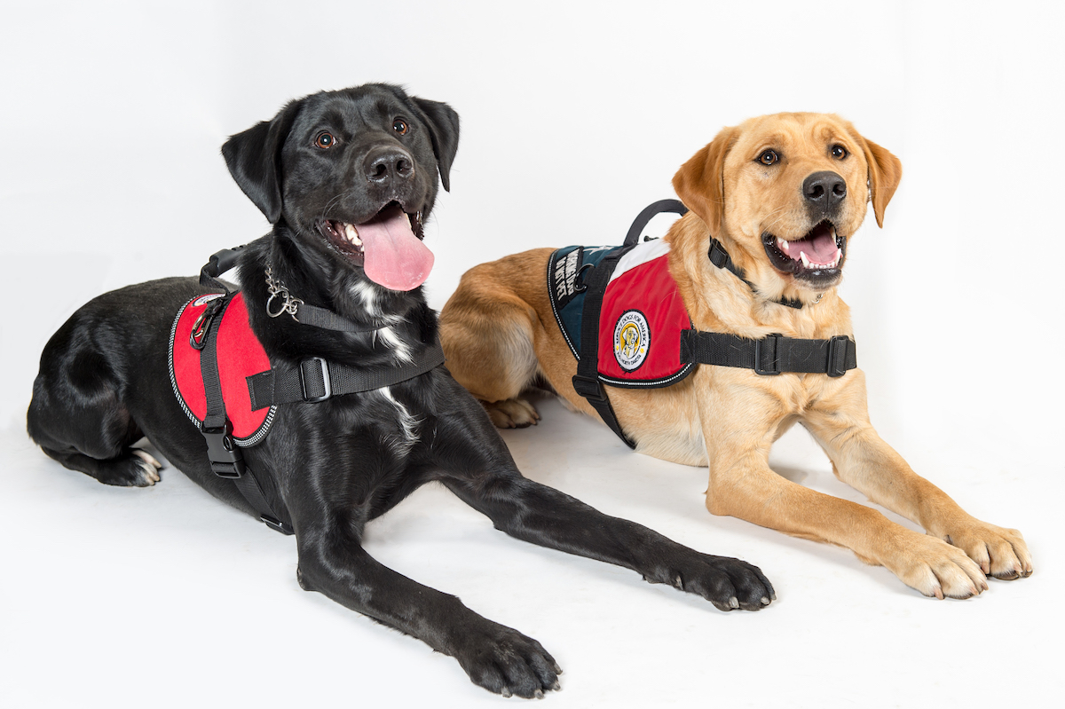 FACILITY DOGS Service Dogs For America Facility dogs service dogs for america