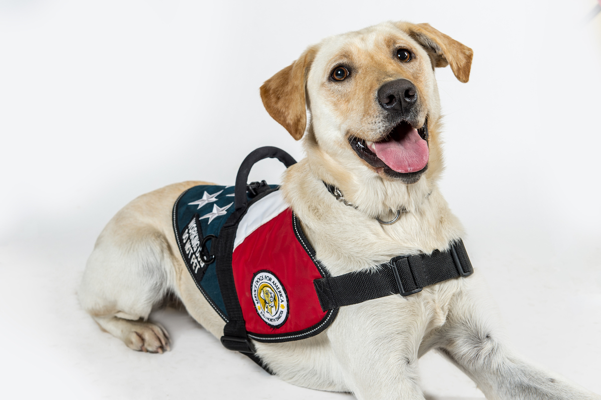 are ptsd dogs service dogs