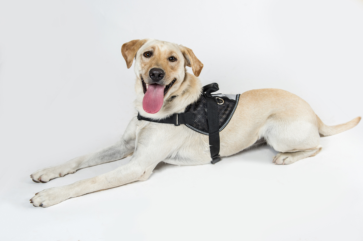 EMERGENCY MEDICAL RESPONSE Service Dogs For America Emergency medical response service dogs for america