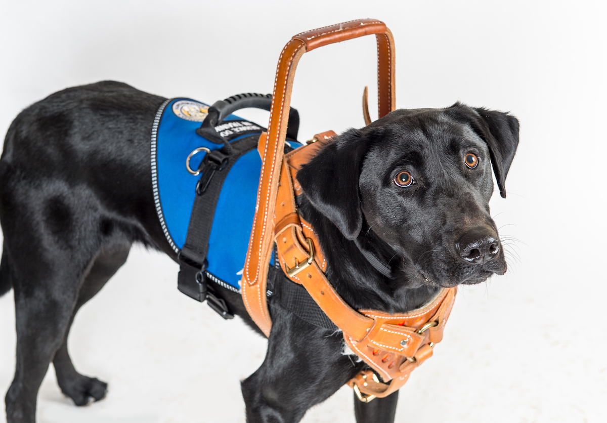 Black Lab Service Dog