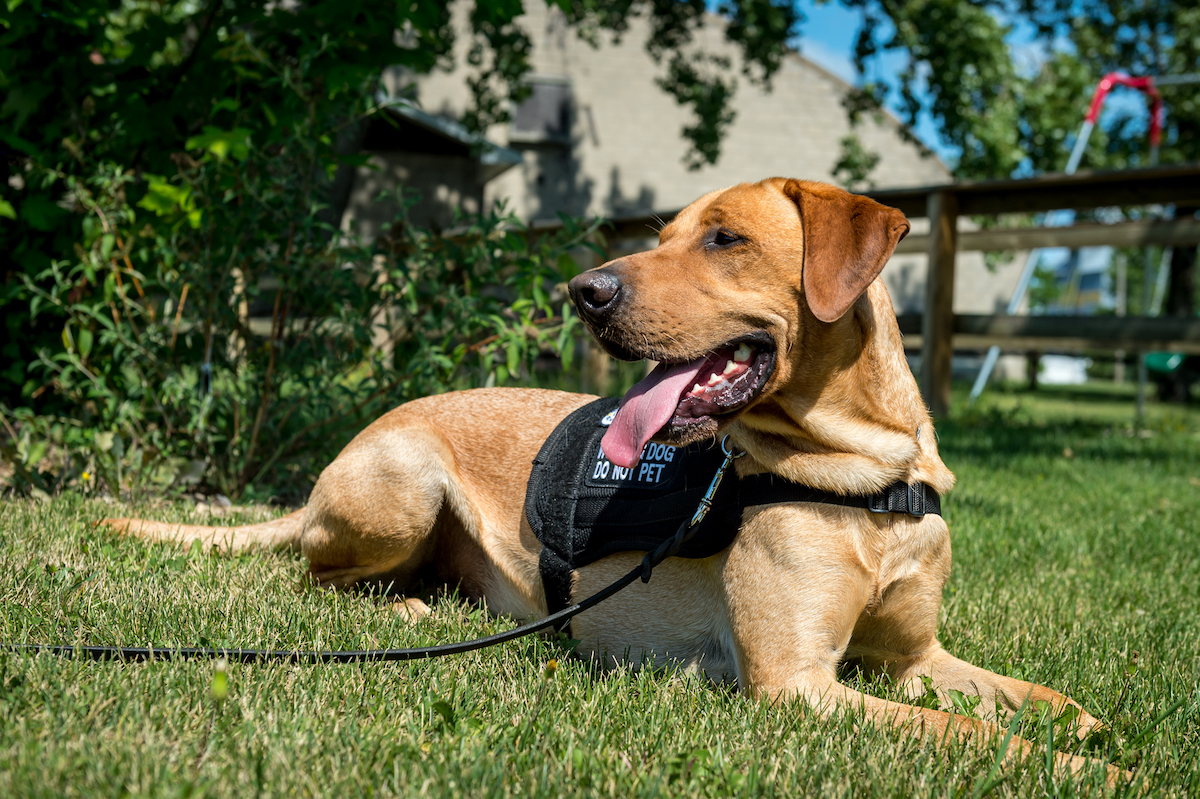 Red Lab Laying Outside