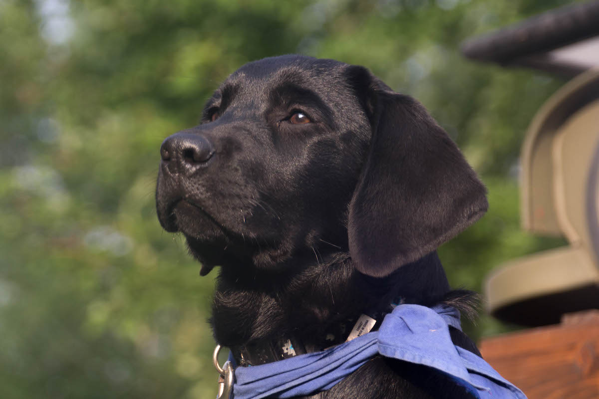 Black Labrador Puppy