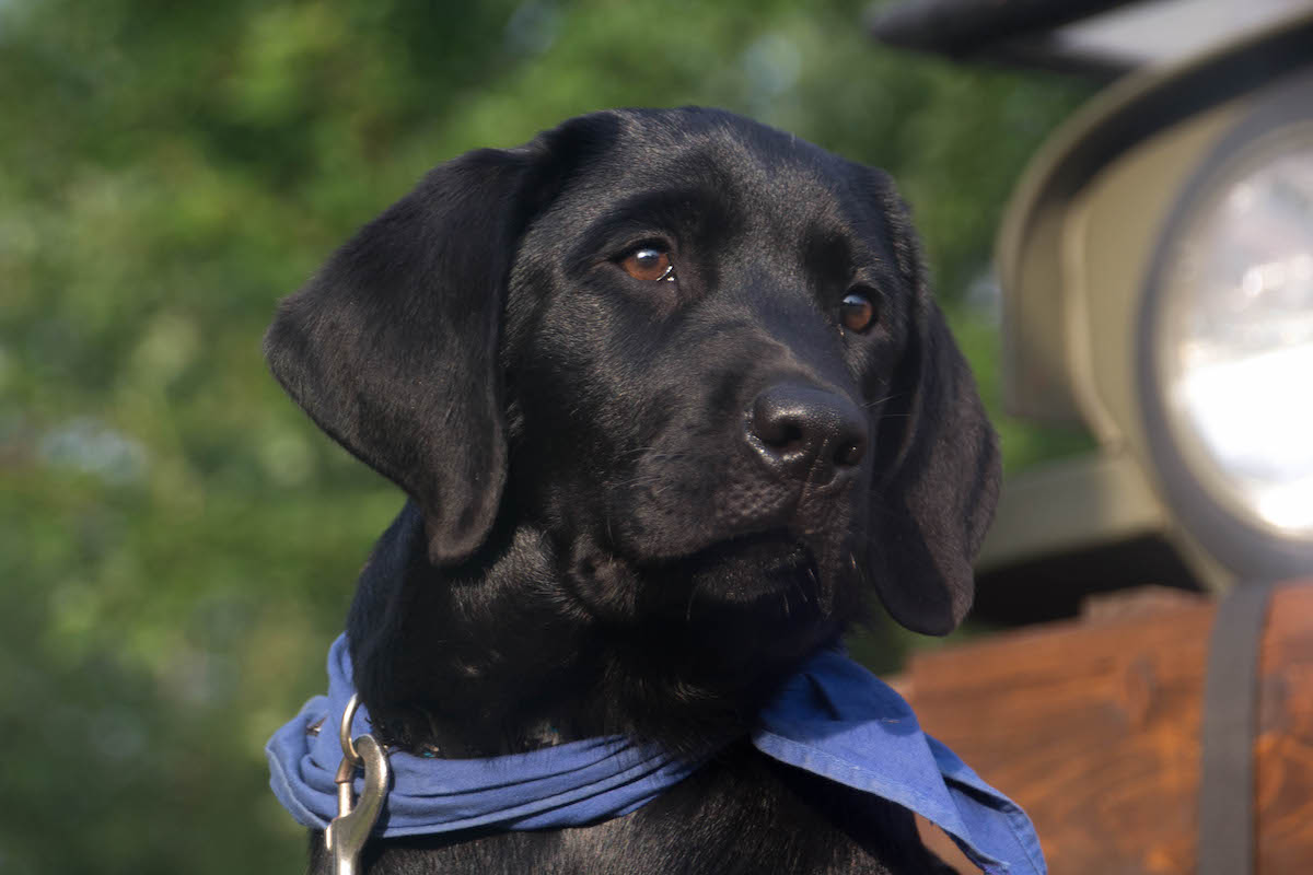 Black Lab Puppy