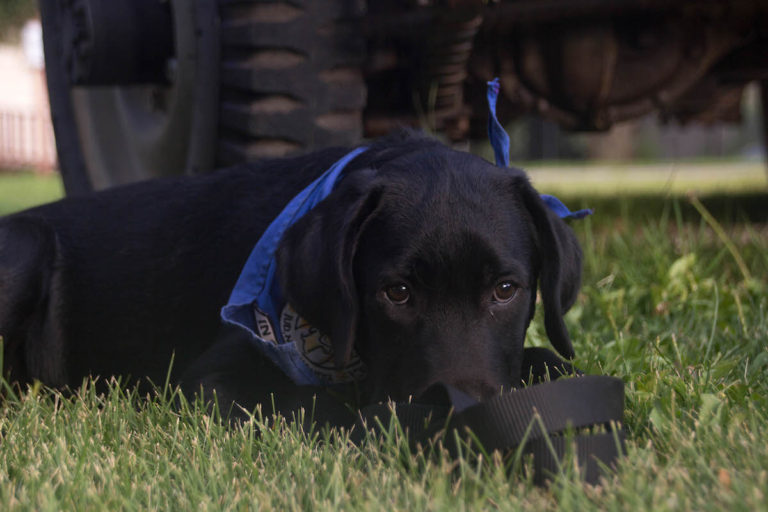 Black Lab Puppy in the Grass