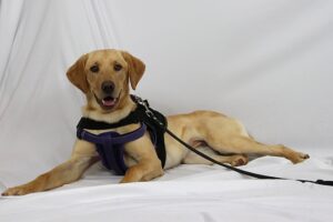 Yellow Lab, Honey