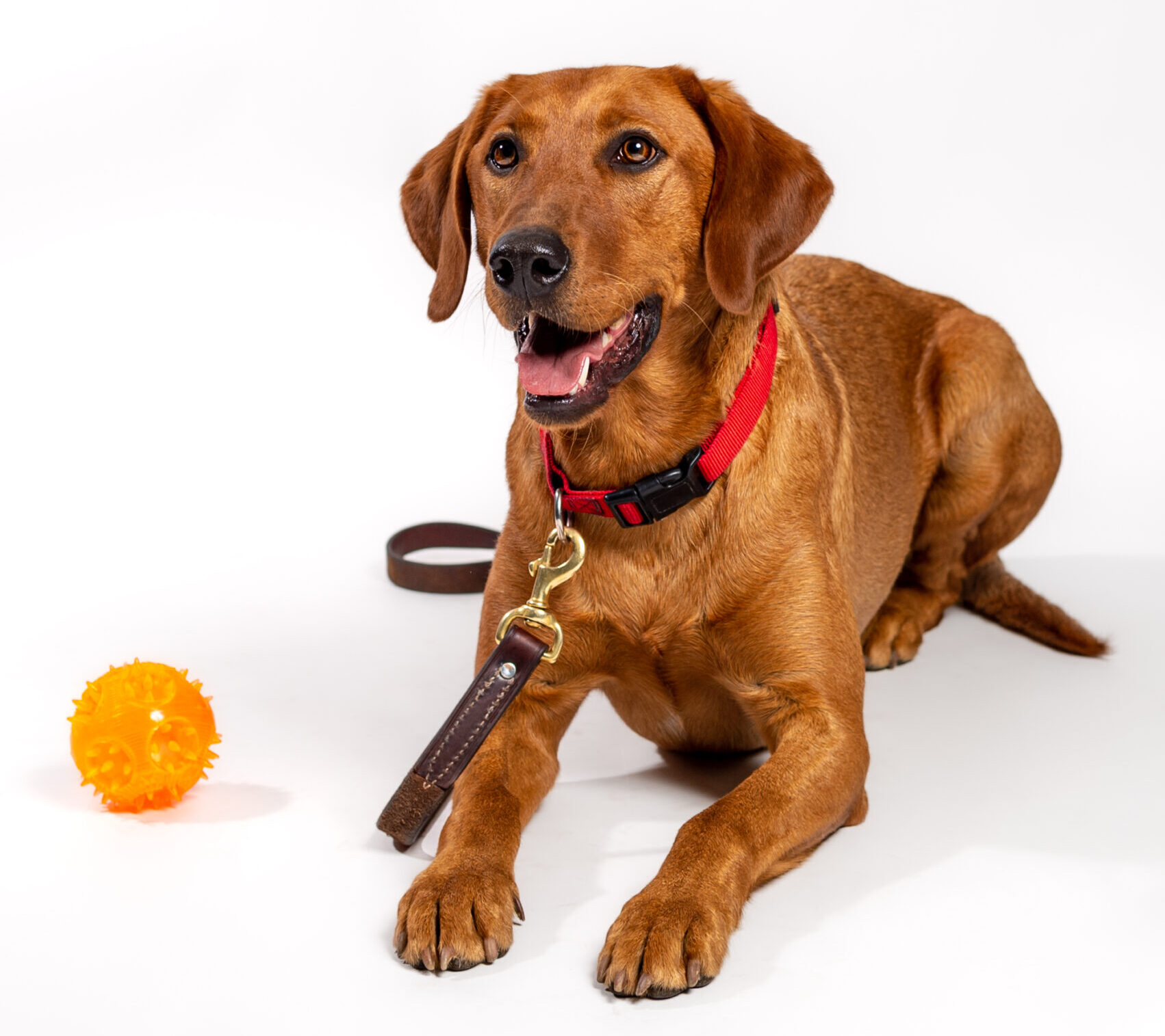Red Lab with Orange Dog Toy Ball