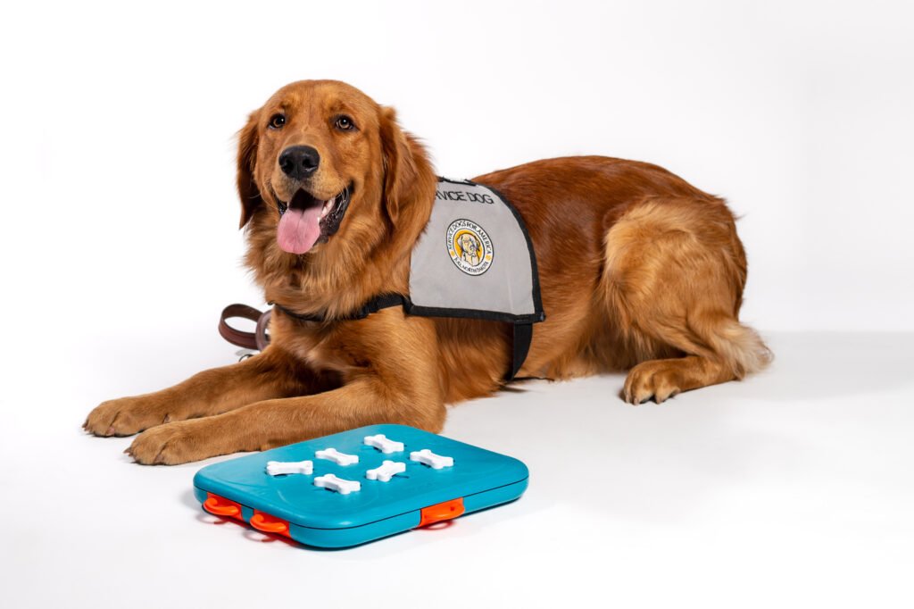 Golden Retriever with Dog Food Puzzle