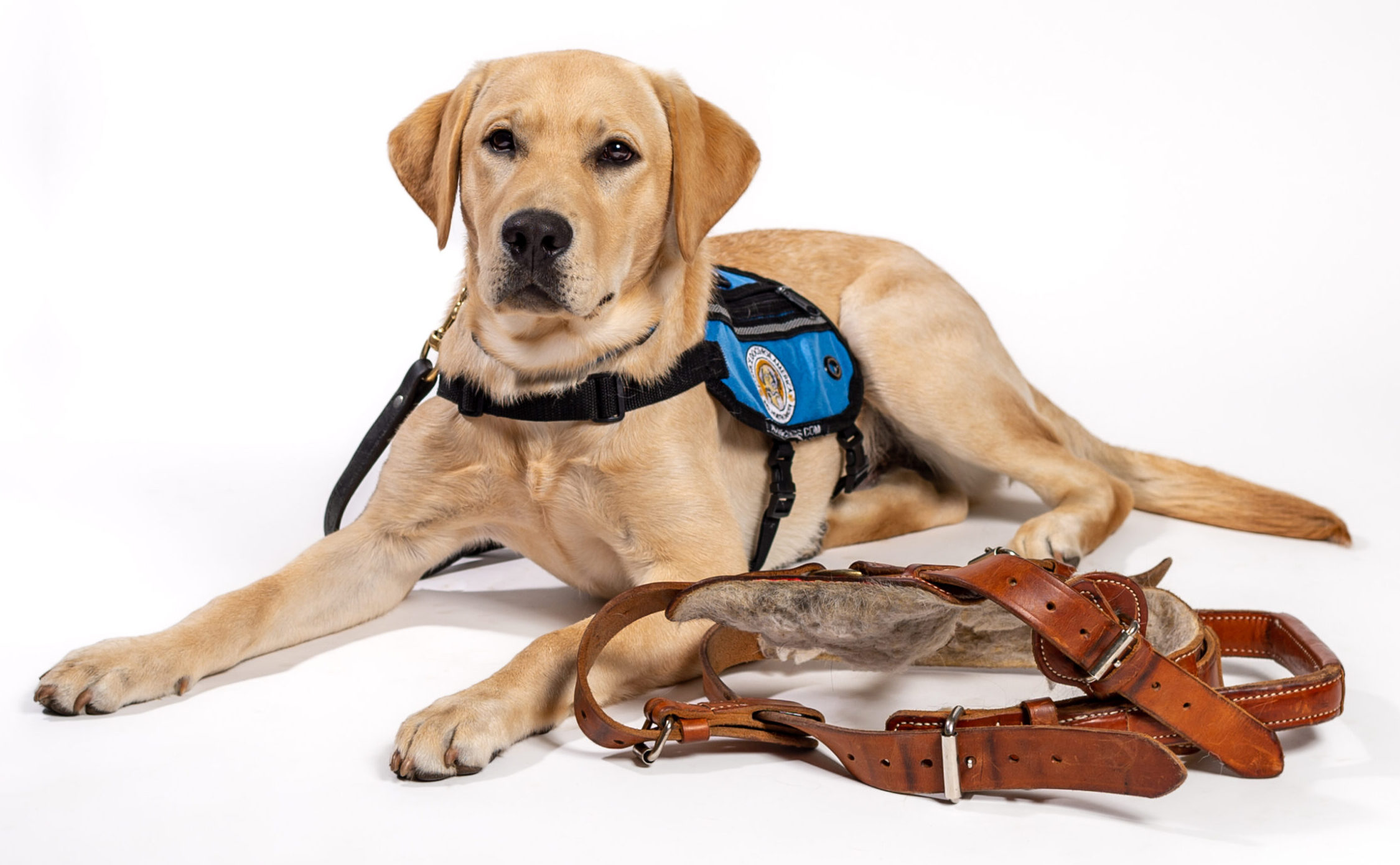 Yellow Lab Laying Next to Service Dog Harness