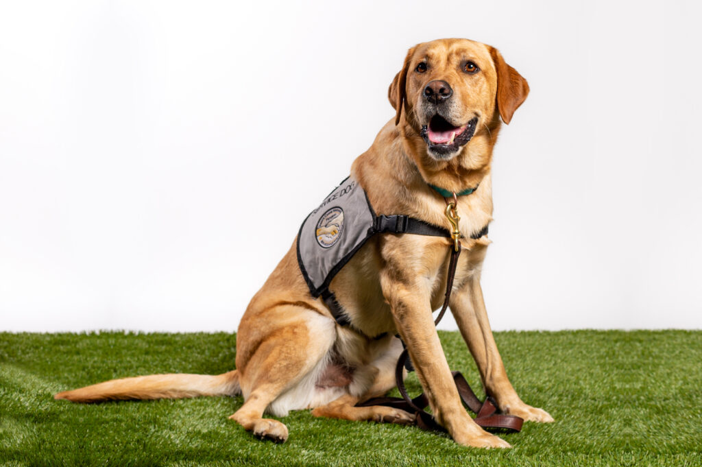 Service Dog in Gray Vest