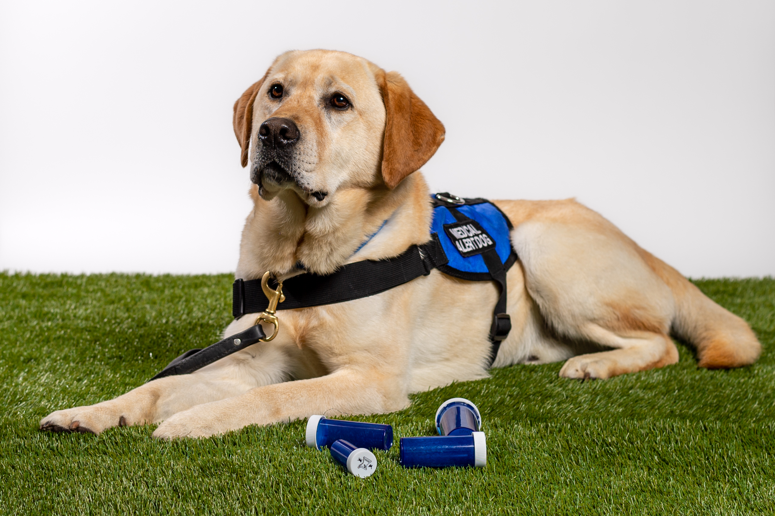 Yellow Lab Service Dog with Medical Alert Vest