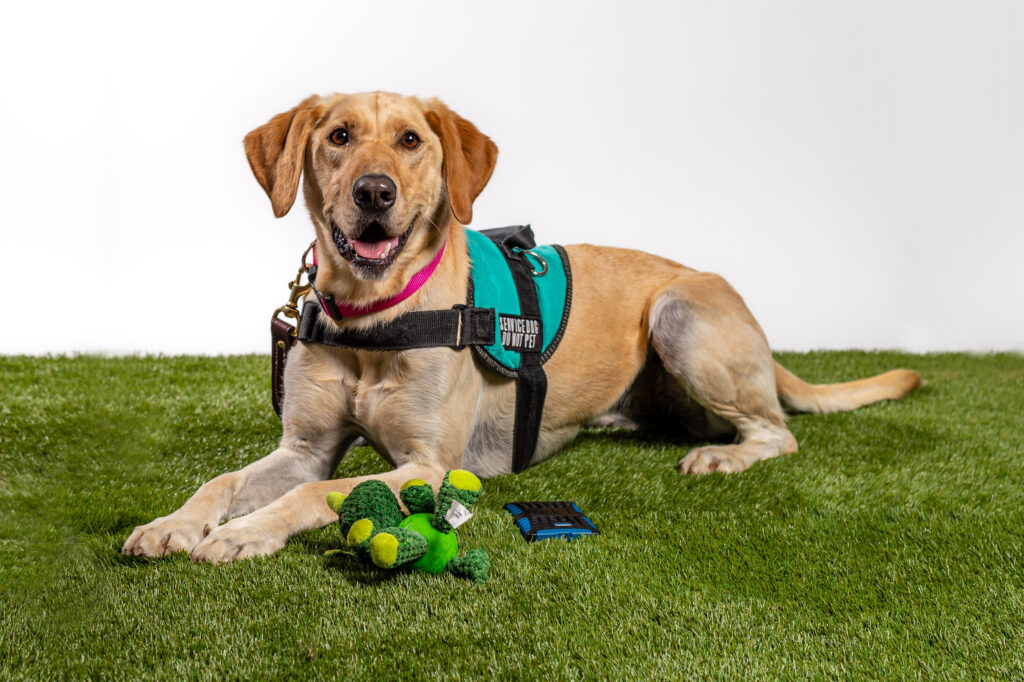 Yellow Lab with Teal Service Dog Vest