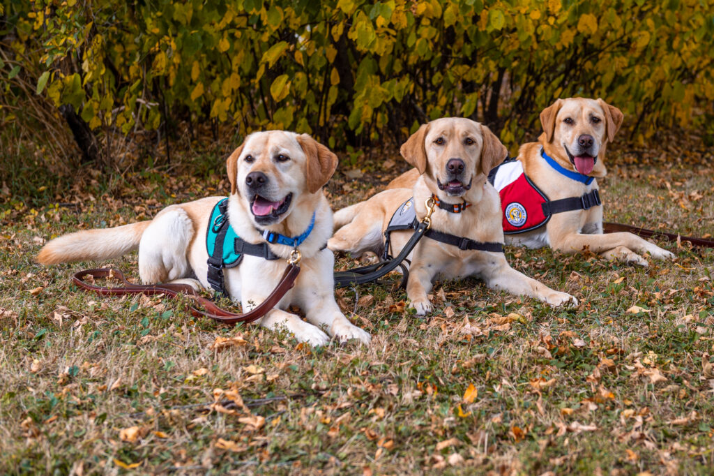 Three Yellow Labs Laying Outside