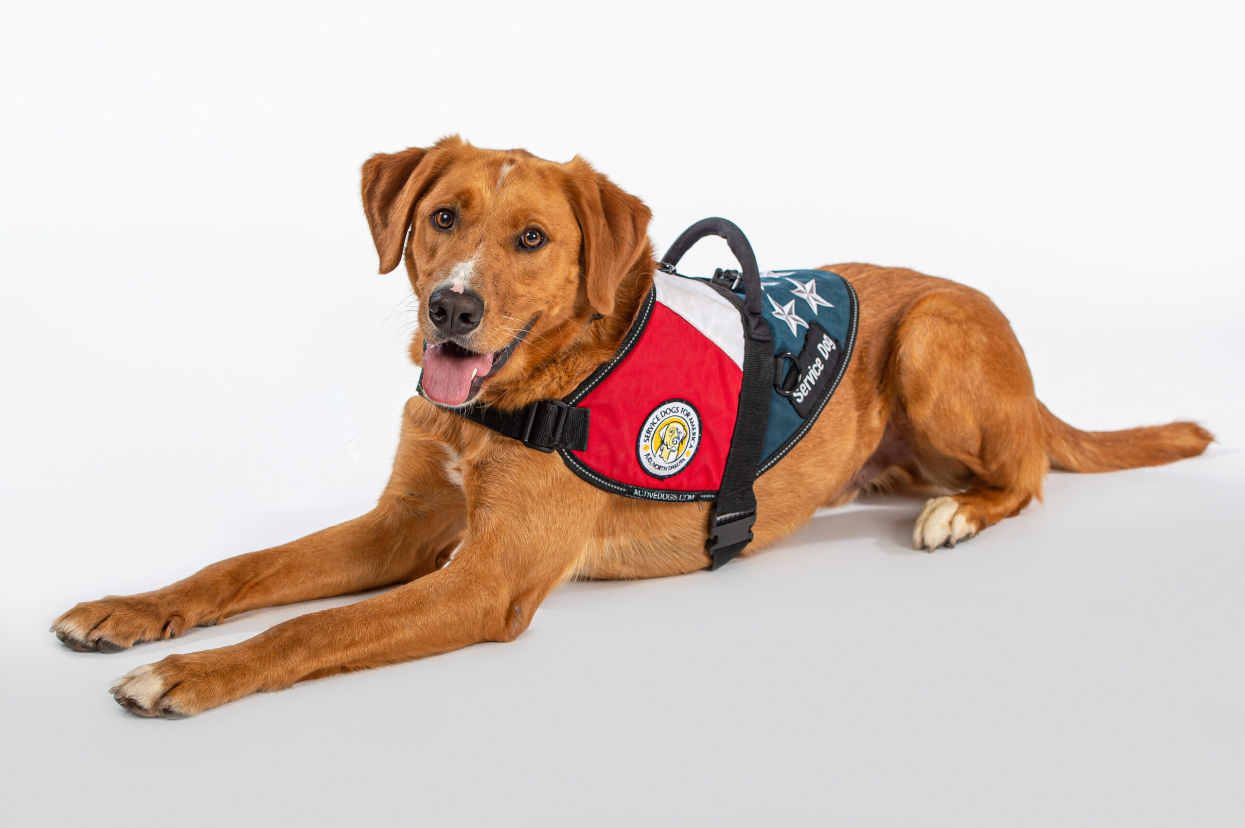 Red Lab Service Dog in Vest