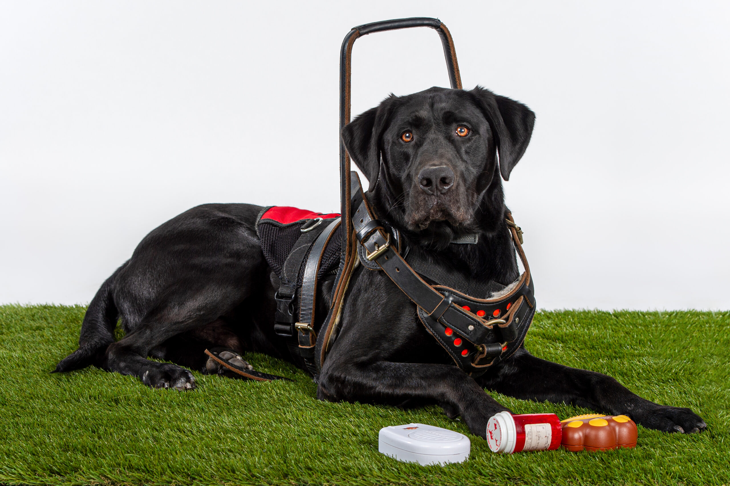 Black Lab Wearing Service Dog Harness