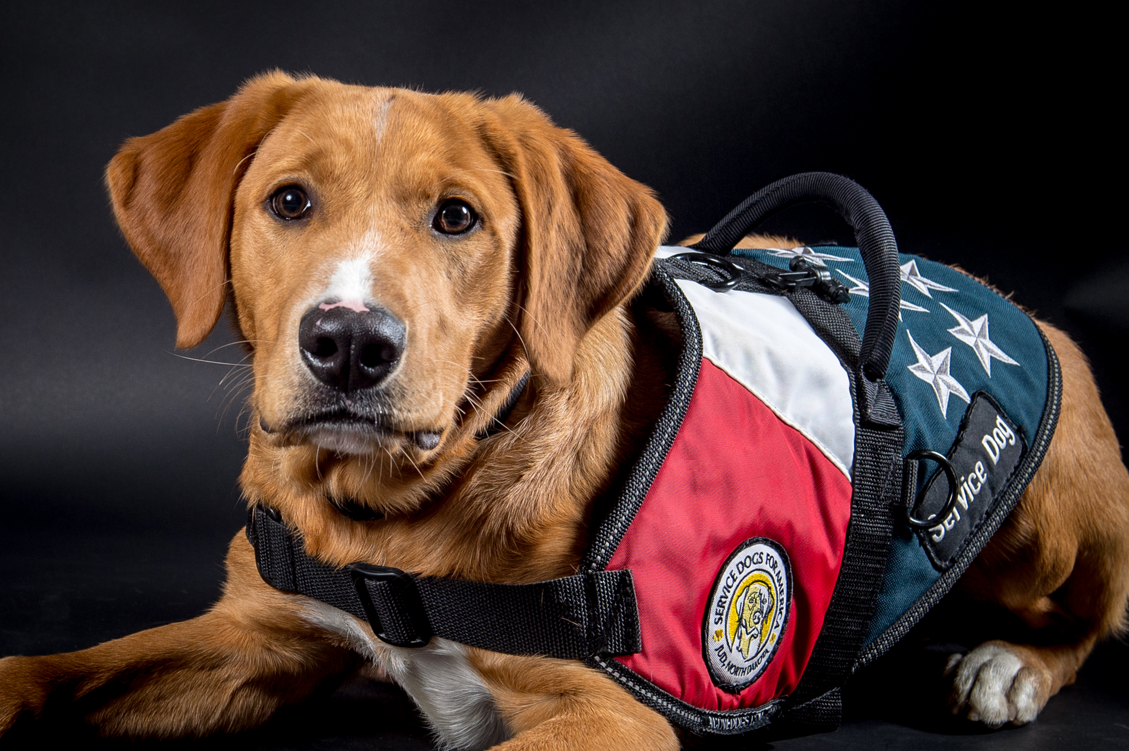 Red Lab in Service Dog Vest