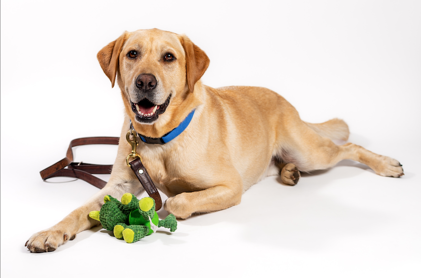Yellow Lab with Toy