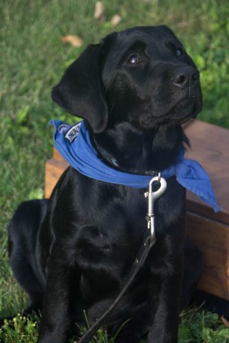 Black Lab Puppy with Scarf