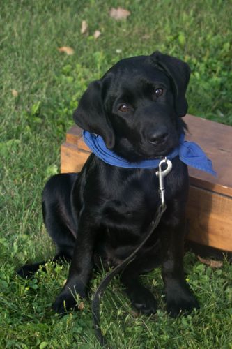 Black Lab Puppy Sitting