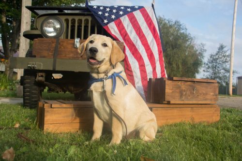 Yellow Lab Puppy