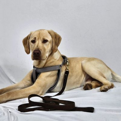 Noodle Labrador Retriever - Noodle