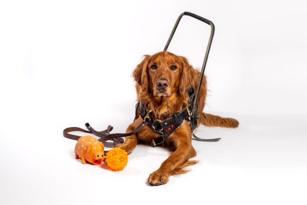 Golden Retriever in Service Dog Harness