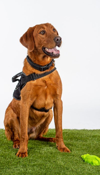 Red Lab Sitting with Dog Toy at feet