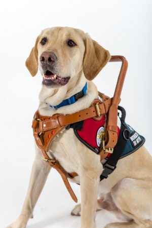 Service Dog