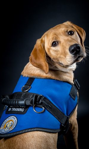 Service Dog Puppy