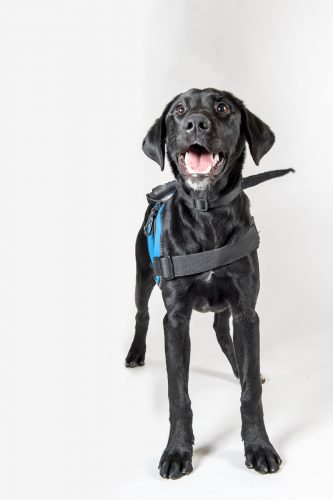 Black Lab Service Dog in Training Puppy