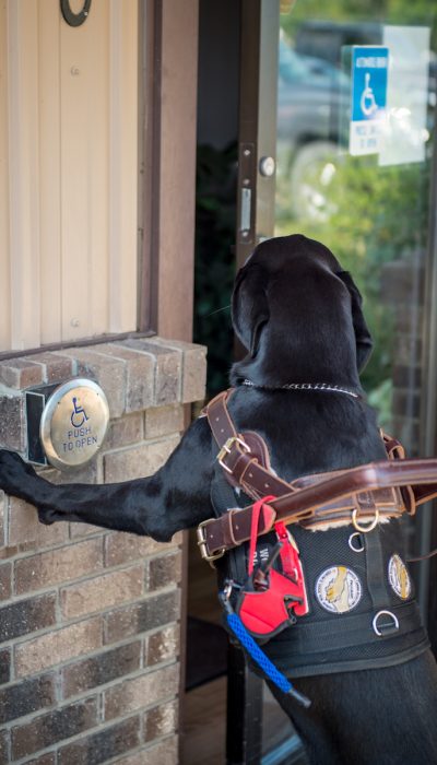 Service Dog Doing Task